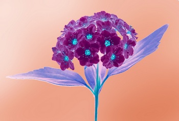 F 056E